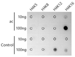 H4K16ac Antibody in Dot Blot (DB)