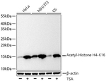 H4K16ac Antibody in Western Blot (WB)