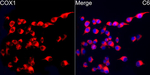 COX1 Antibody in Immunocytochemistry (ICC/IF)