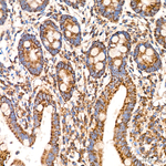 COX1 Antibody in Immunohistochemistry (Paraffin) (IHC (P))