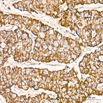COX1 Antibody in Immunohistochemistry (Paraffin) (IHC (P))