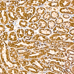 COX1 Antibody in Immunohistochemistry (Paraffin) (IHC (P))