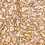 COX1 Antibody in Immunohistochemistry (Paraffin) (IHC (P))