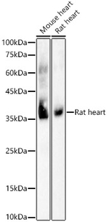 COX1 Antibody in Western Blot (WB)