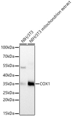 COX1 Antibody in Western Blot (WB)