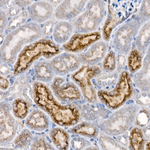 NPC2 Antibody in Immunohistochemistry (Paraffin) (IHC (P))