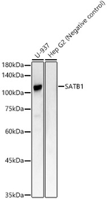 SATB1 Antibody in Western Blot (WB)