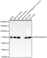 MFSD2A Recombinant Rabbit Monoclonal Antibody (8B10C6)