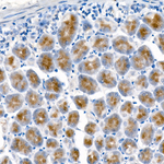 Pepsinogen I Antibody in Immunohistochemistry (Paraffin) (IHC (P))