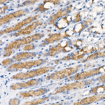Pepsinogen I Antibody in Immunohistochemistry (Paraffin) (IHC (P))