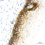 ASCT2 Antibody in Immunohistochemistry (Paraffin) (IHC (P))