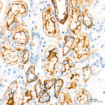 ASCT2 Antibody in Immunohistochemistry (Paraffin) (IHC (P))