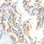 ASCT2 Antibody in Immunohistochemistry (Paraffin) (IHC (P))