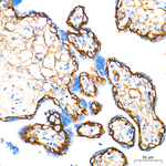 ASCT2 Antibody in Immunohistochemistry (Paraffin) (IHC (P))