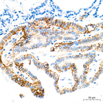 ASCT2 Antibody in Immunohistochemistry (Paraffin) (IHC (P))