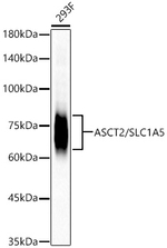 ASCT2 Antibody in Western Blot (WB)