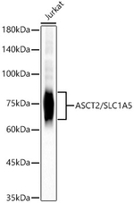 ASCT2 Antibody in Western Blot (WB)