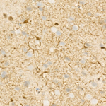 S100A1 Antibody in Immunohistochemistry (Paraffin) (IHC (P))