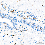 FCGRT Recombinant Rabbit Monoclonal Antibody (8R2Z10)