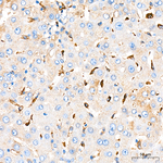 FCGRT Antibody in Immunohistochemistry (Paraffin) (IHC (P))