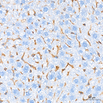 FCGRT Antibody in Immunohistochemistry (Paraffin) (IHC (P))