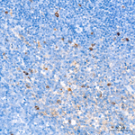 FCGRT Antibody in Immunohistochemistry (Paraffin) (IHC (P))