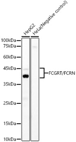 FCGRT Antibody in Western Blot (WB)