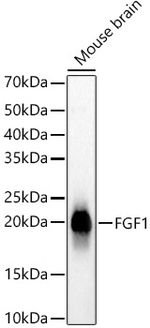 FGF1 Antibody in Western Blot (WB)