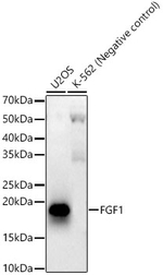 FGF1 Antibody in Western Blot (WB)
