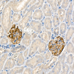Nephrin Antibody in Immunohistochemistry (Paraffin) (IHC (P))