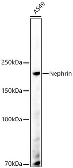 Nephrin Antibody in Western Blot (WB)
