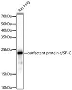SFTPC Antibody in Western Blot (WB)