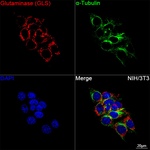 Glutaminase Recombinant Rabbit Monoclonal Antibody (9U6B2)