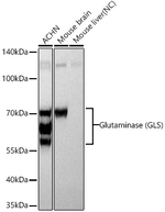 Glutaminase Antibody in Western Blot (WB)