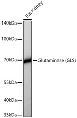 Glutaminase Antibody in Western Blot (WB)