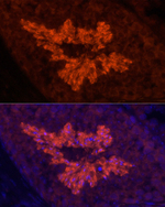ATP1A4 Recombinant Rabbit Monoclonal Antibody (0N4Q2)