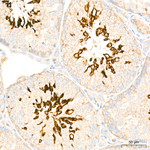 ATP1A4 Antibody in Immunohistochemistry (Paraffin) (IHC (P))