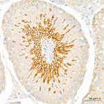 ATP1A4 Antibody in Immunohistochemistry (Paraffin) (IHC (P))
