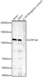ATP1A4 Antibody in Western Blot (WB)