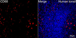 CD68 Antibody in Immunohistochemistry (Paraffin) (IHC (P))