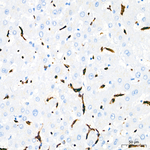 CD68 Antibody in Immunohistochemistry (Paraffin) (IHC (P))