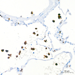 CD68 Antibody in Immunohistochemistry (Paraffin) (IHC (P))