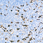 CD68 Antibody in Immunohistochemistry (Paraffin) (IHC (P))