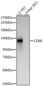 CD68 Antibody in Western Blot (WB)