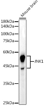 JNK1 Antibody in Western Blot (WB)