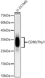 CD90 Antibody in Western Blot (WB)