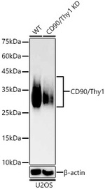 CD90 Antibody in Western Blot (WB)