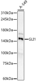 GLI1 Antibody in Western Blot (WB)