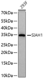 SIAH1 Antibody in Western Blot (WB)