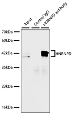 hnRNP D Antibody in Immunoprecipitation (IP)